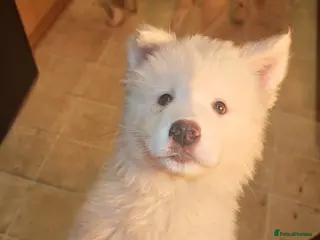 Akita dogs Akita puppys ready now - Advert 14