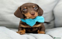 Miniature Dachshund dogs for sale: KC Reg Miniature Smooth Haired Dachshund Puppies - Image 6