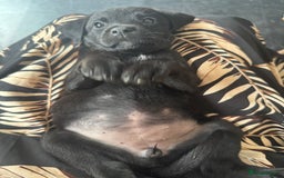 Mixed Breed dogs for sale: Reduced! Last little lady  - Image 2