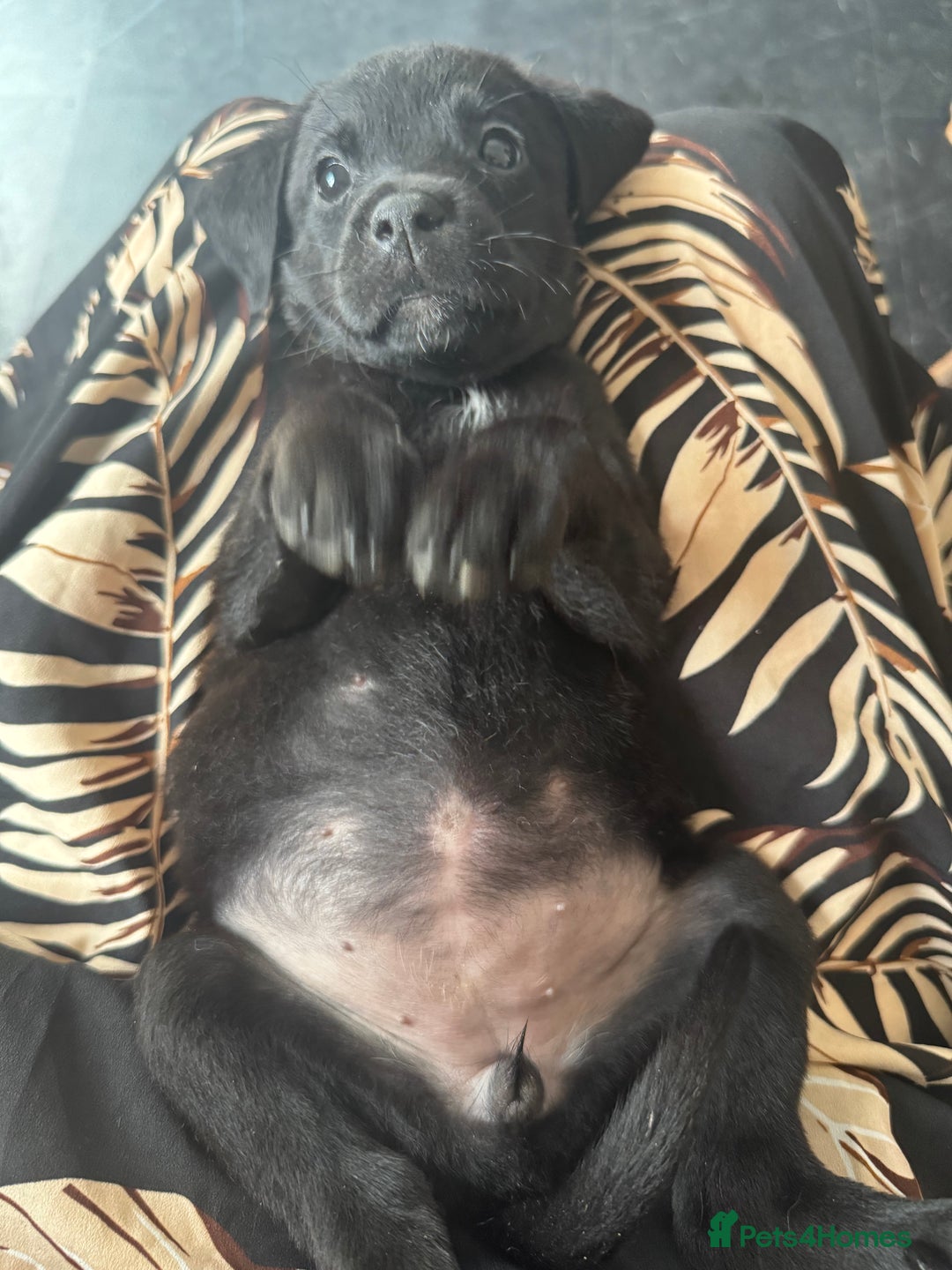 Mixed Breed dogs for sale: Reduced! Last little lady  - Image 2