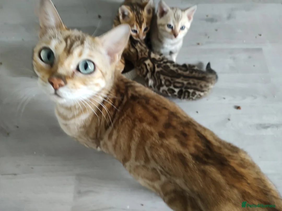 Bengal cats for sale: Beautiful bengal kittens - Advert 2