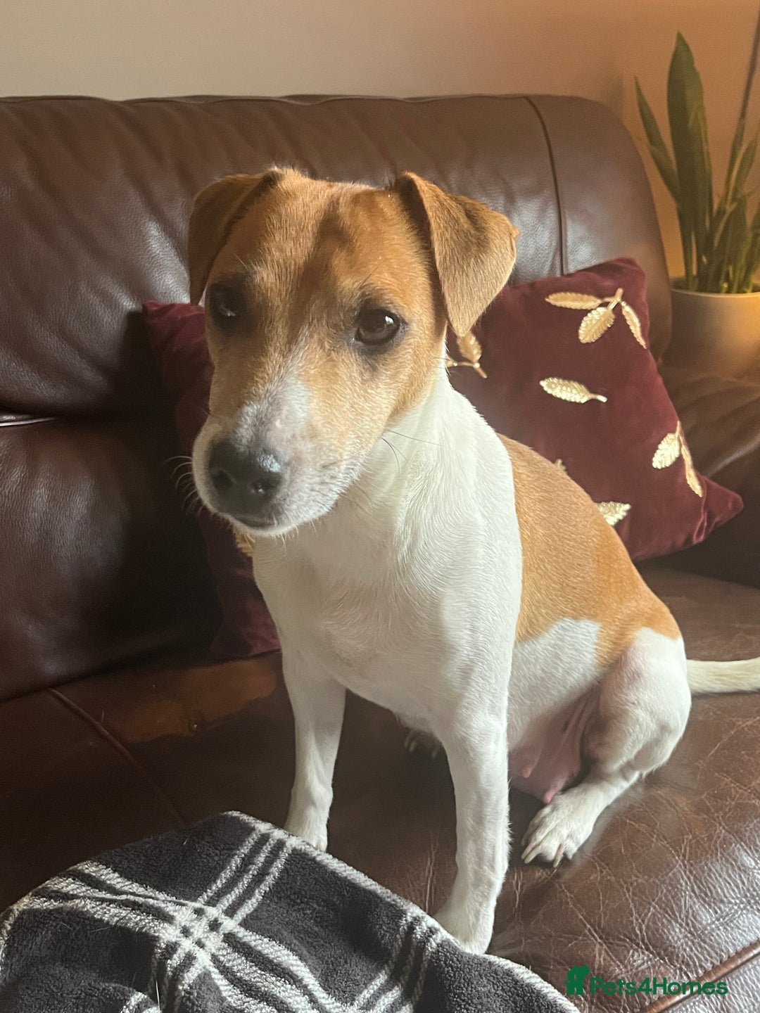 Jackapoo dogs for sale: ✨ Gorgeous Jackapoo puppies ready to leave now ✨ - Advert 5