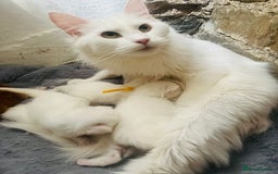 Maine Coon cats for sale: Stunning TICA registered Maine coon kittens  - Image 9