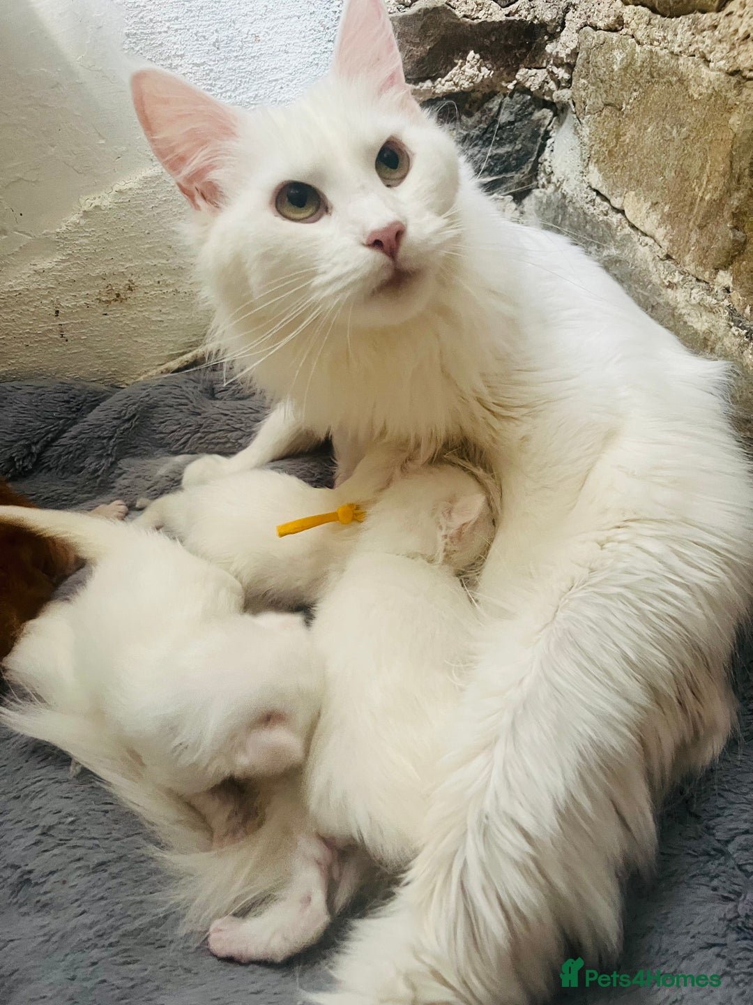Maine Coon cats for sale: Stunning TICA registered Maine coon kittens  - Image 9