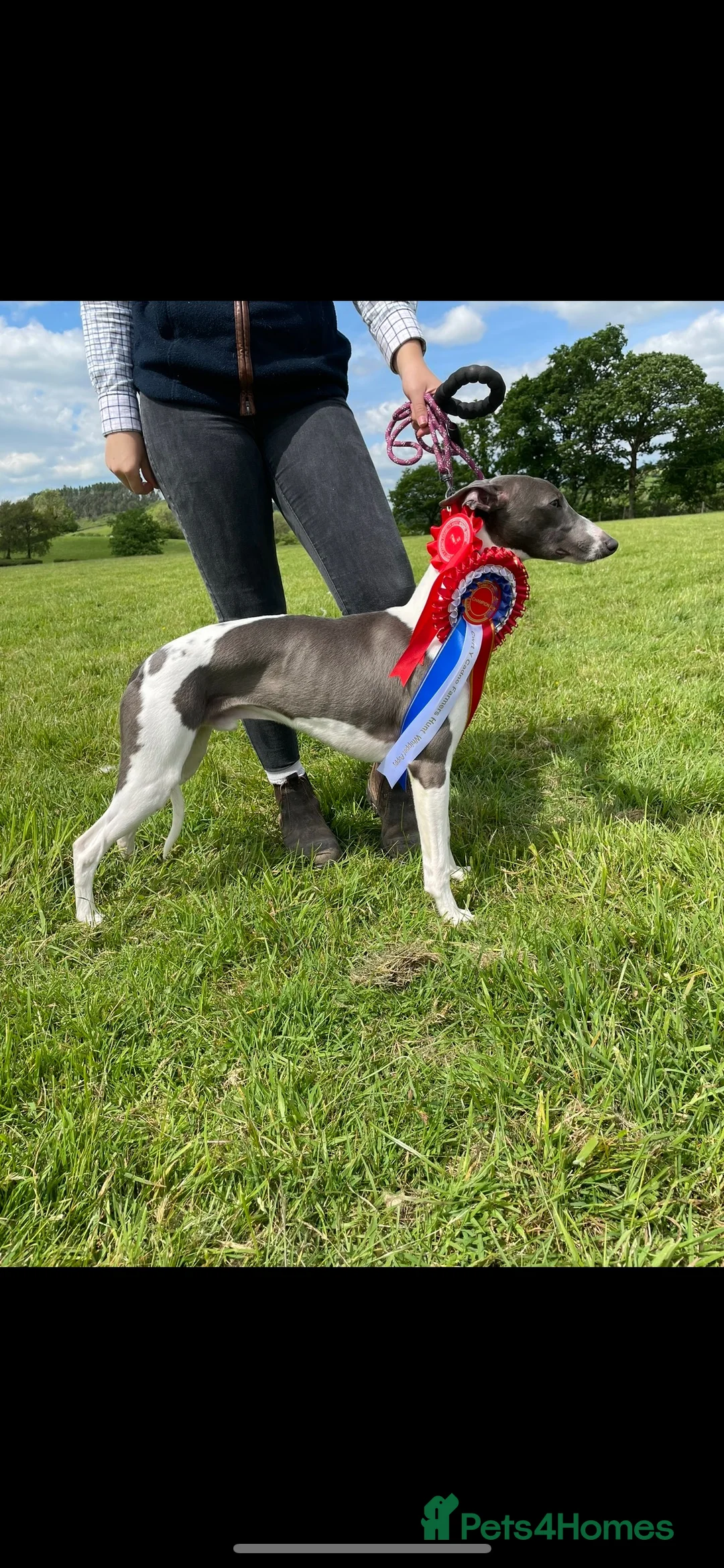 Whippet dogs for stud: DNA health tested Kc reg blue and white whippet in Builth Wells - Advert 5