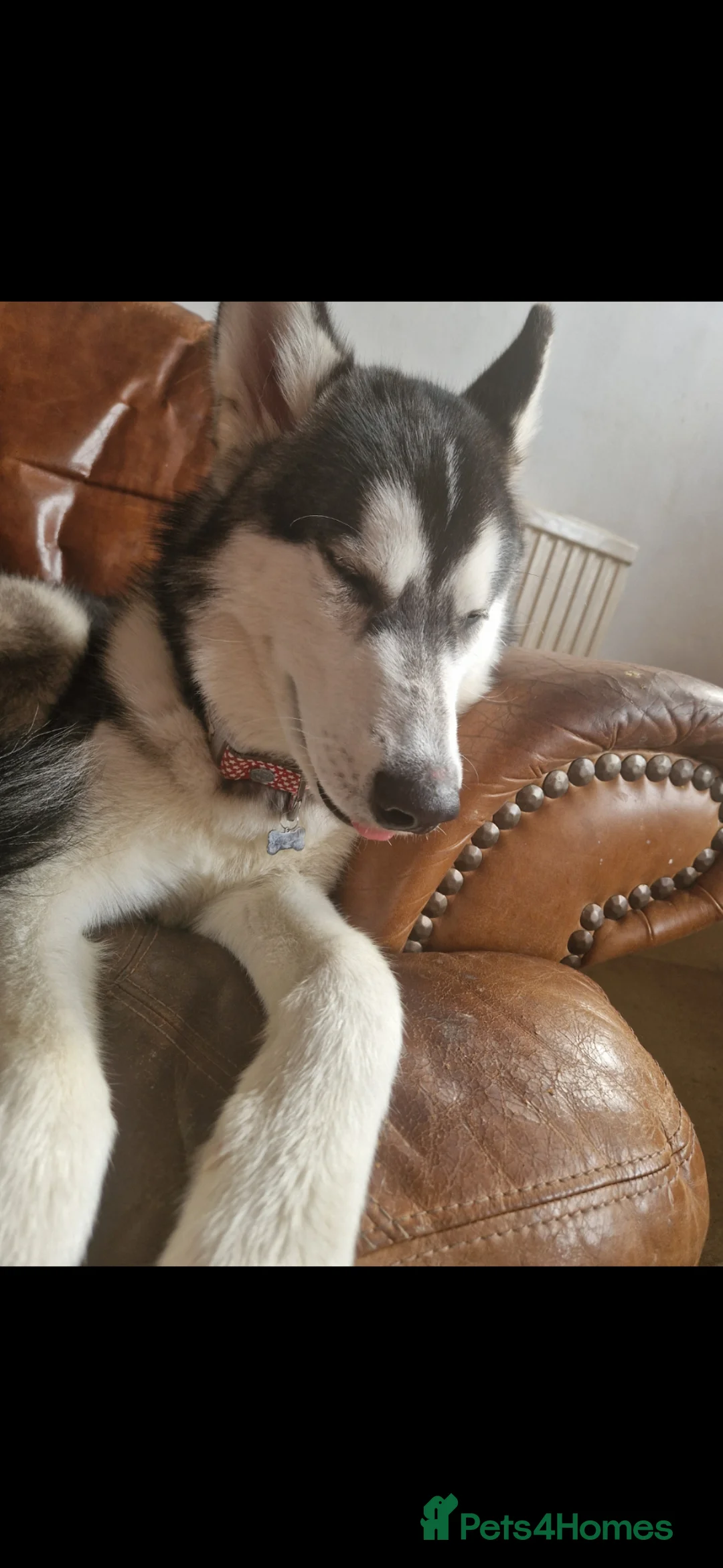 Siberian Husky dogs for sale: 8 month old Husky in Sheffield - Advert 2