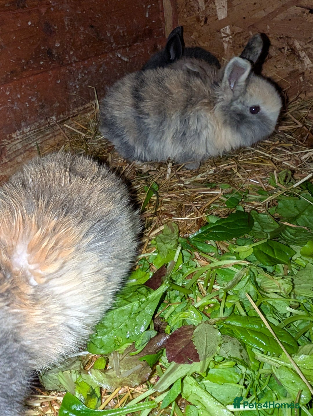 English rabbits for sale: Various Rabbits And Bunnies. Mixed Gender, colours - Advert 11