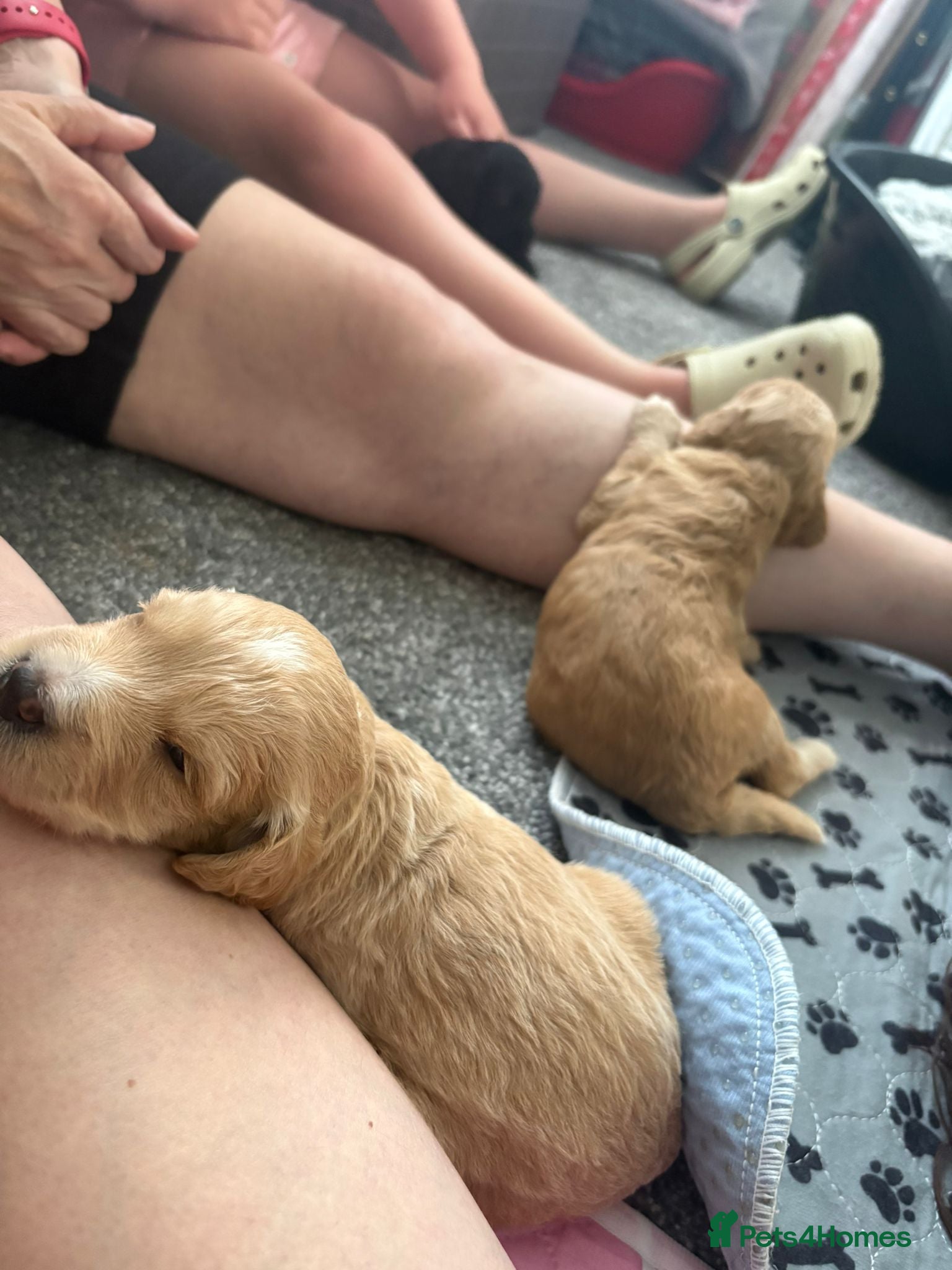 Cockapoo dogs for sale: Cockerpoo F1b puppies  in Hailsham - Advert 12