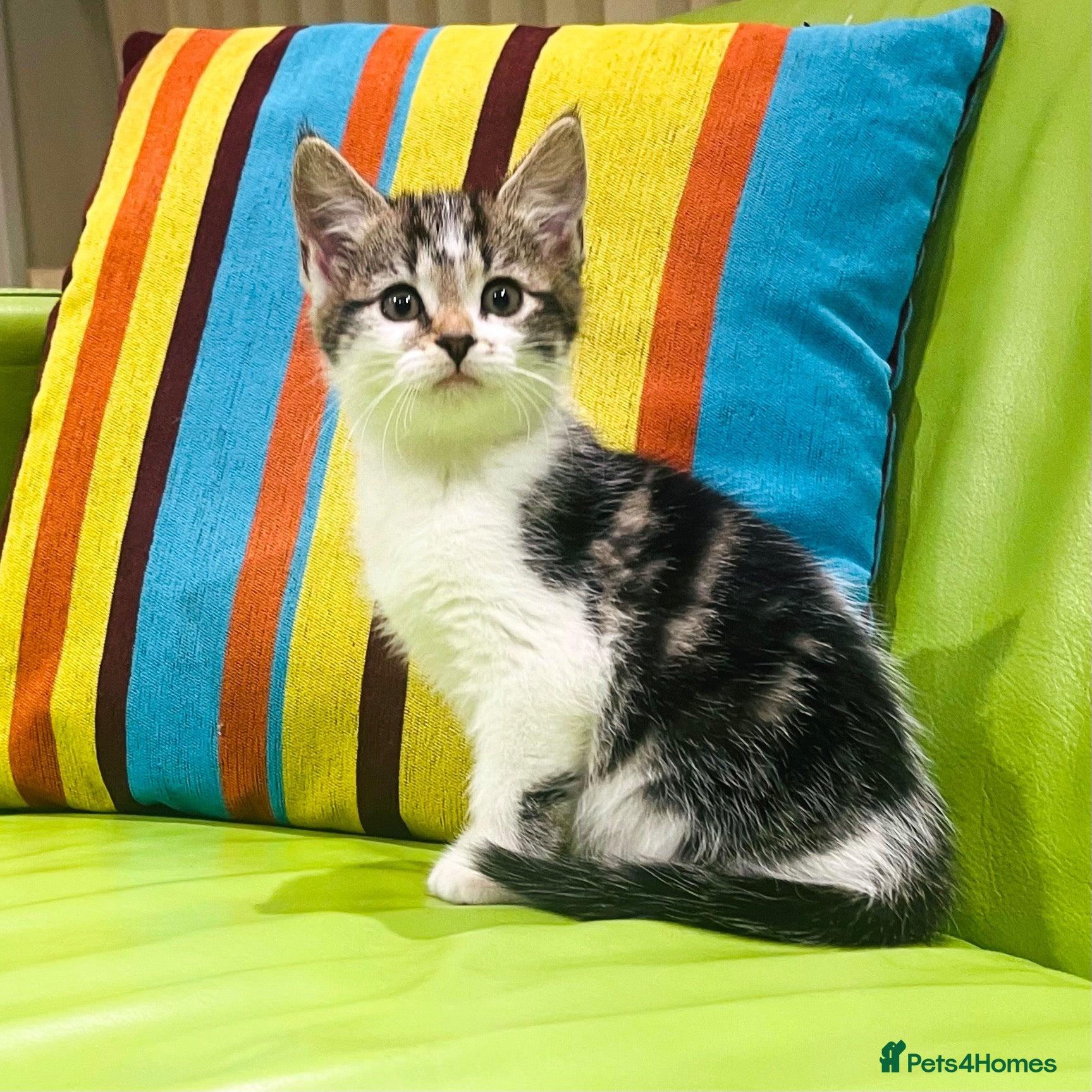 Mixed Breed cats for sale: Kittens for sale ,mixed breed, wonderful behaviour - Advert 5