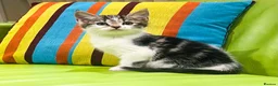 Mixed Breed cats for sale: Kittens for sale ,mixed breed, wonderful behaviour - Advert 38