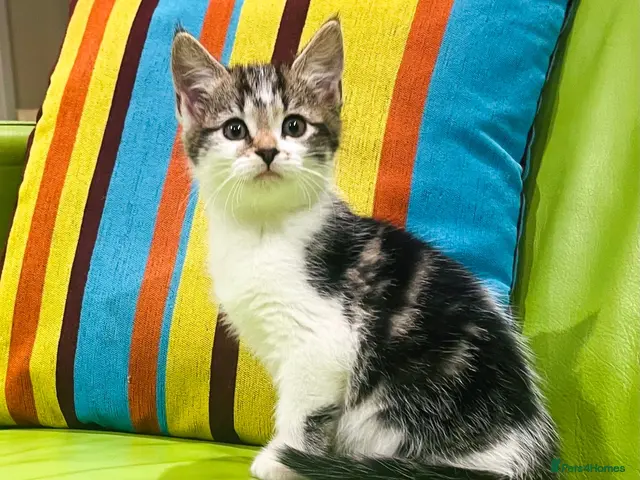 Mixed Breed cats for sale: Kittens for sale ,mixed breed, wonderful behaviour - Advert 8