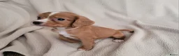Cocker Spaniel dogs for sale: Small Health Tested Working Cocker Pups - Advert 8