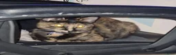 Mixed Breed cats for sale: Lilly-May tortoishell cat - Advert 4