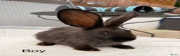 Continental Giant rabbits for sale: Continental giant x New Zealand  - Advert 11