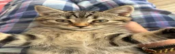 British Shorthair cats for sale: British shorthair tabby chocolate  - Advert 3