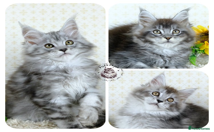 Maine Coon cats - Advert 2