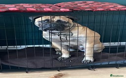 Bullmastiff dogs for sale: Bullmastiff 2 years old - Image 2
