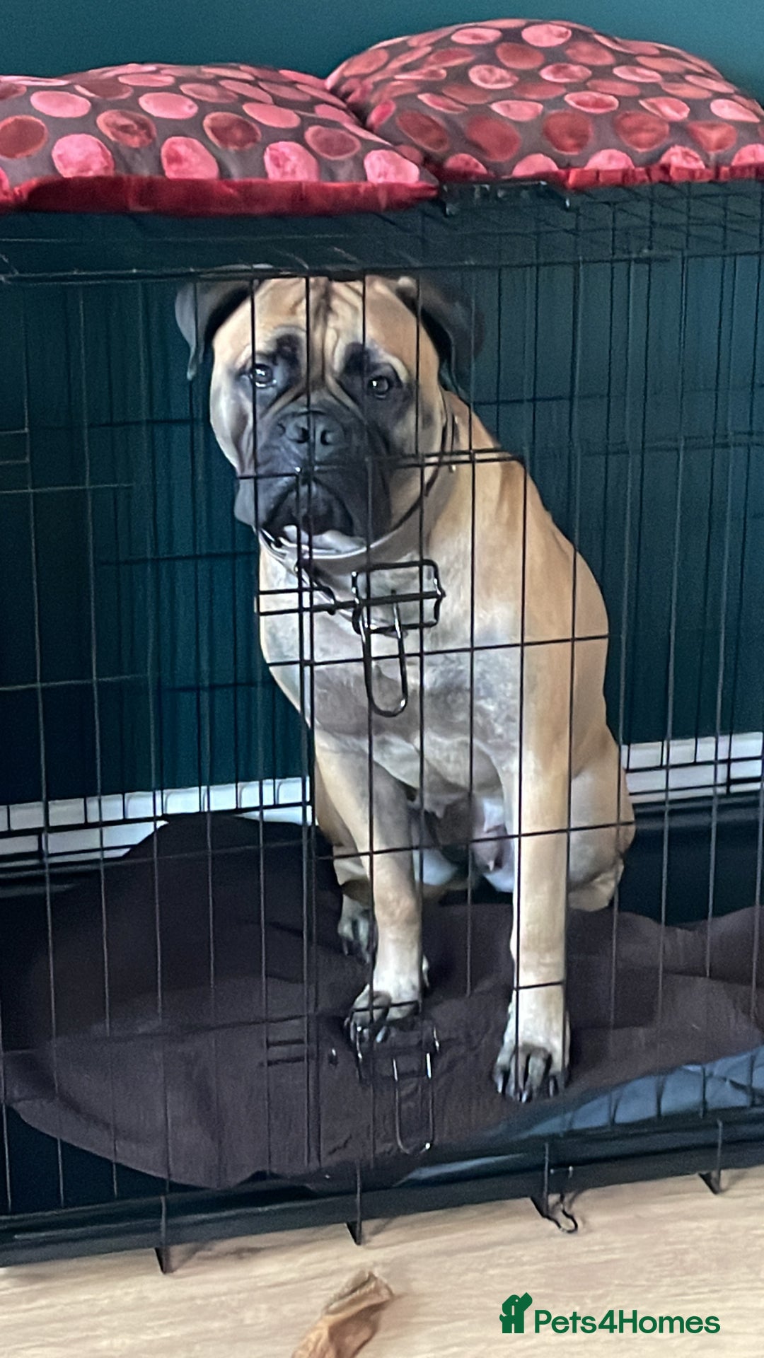 Bullmastiff dogs for sale: Bullmastiff 2 years old - Image 2