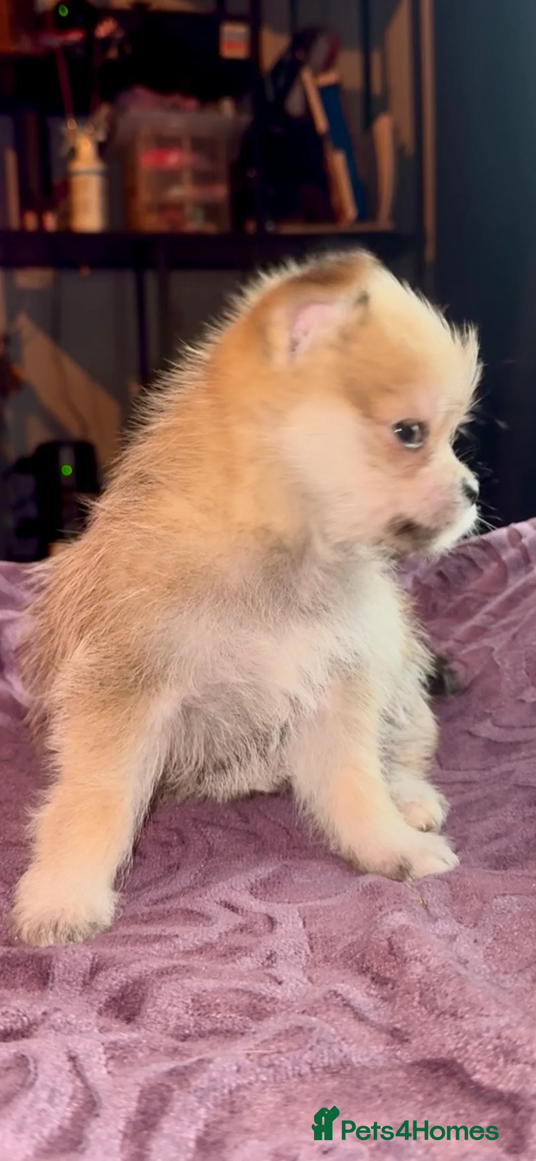 Mixed Breed dogs for sale: Maltipoo babies ready now..  - Advert 8