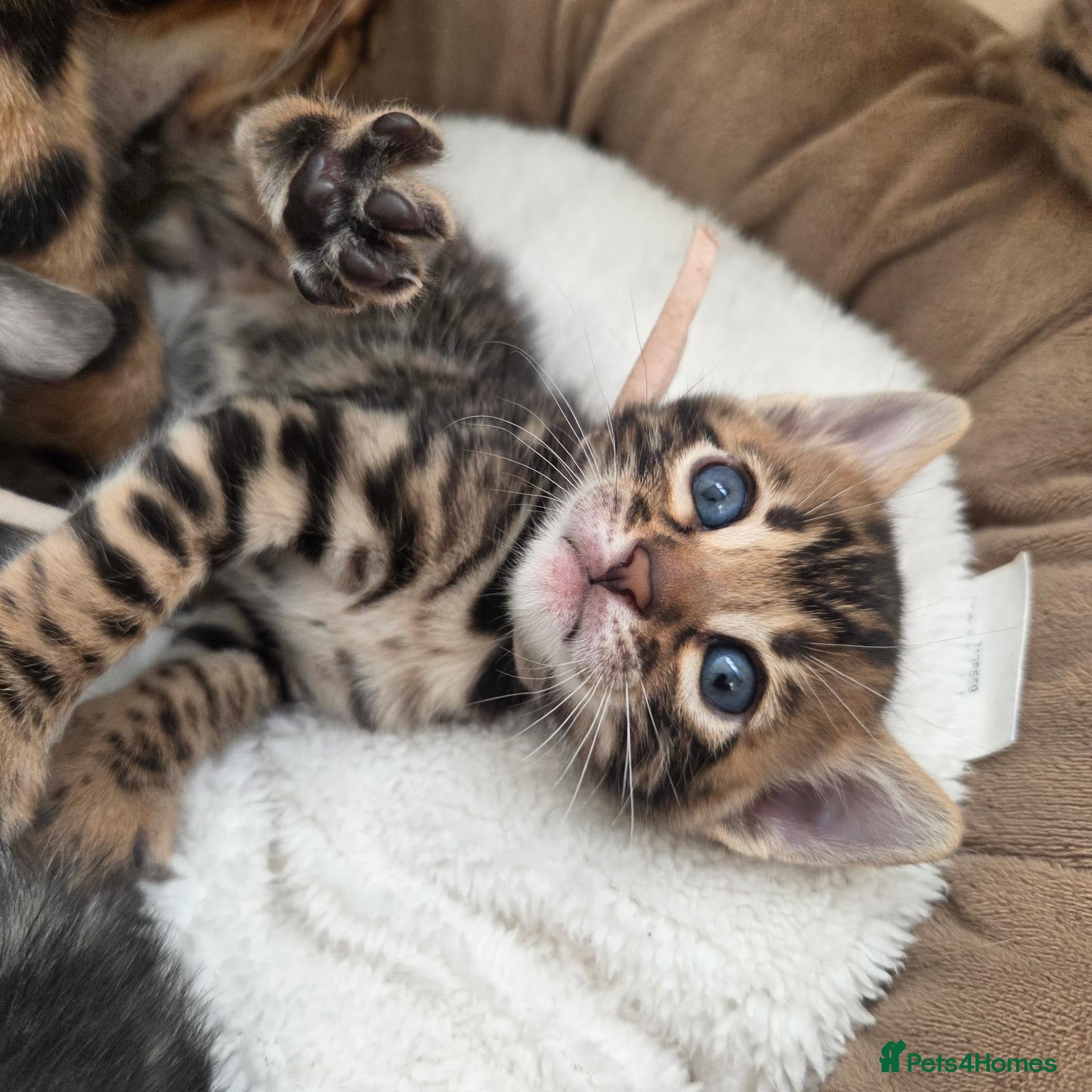 Bengal cats for sale:  Purebred TICA Registered 3 Bengal Kittens 🐾 - Advert 2