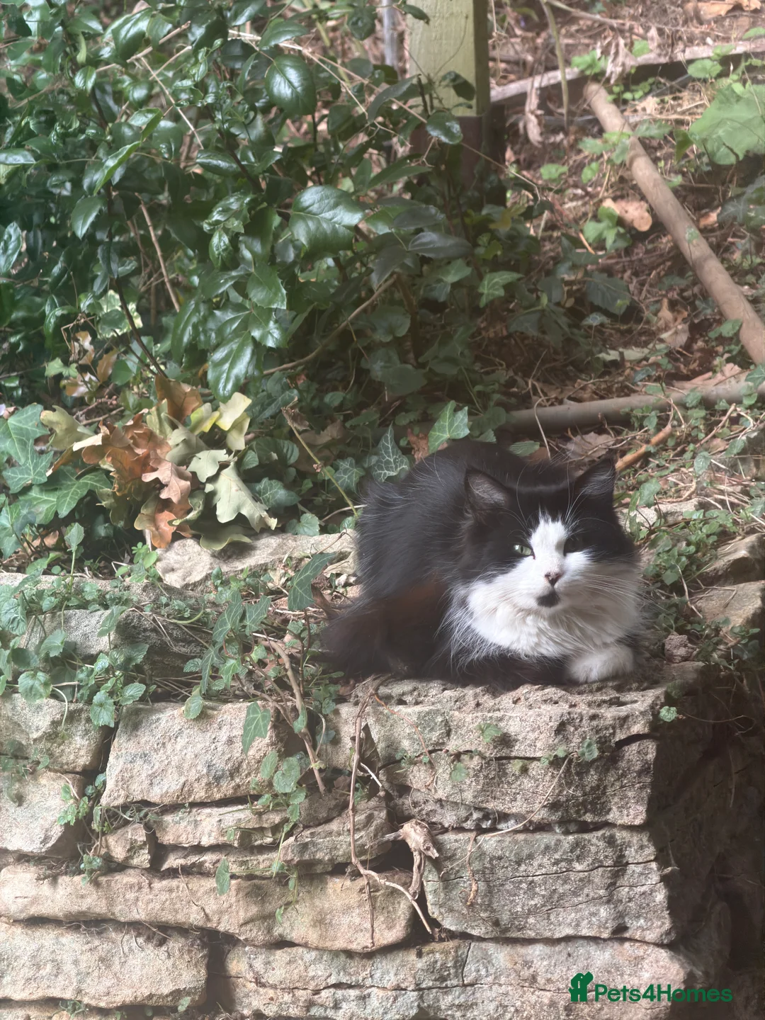 British Longhair cats for sale: Beautiful Long Haired Kitten for sale - Advert 1