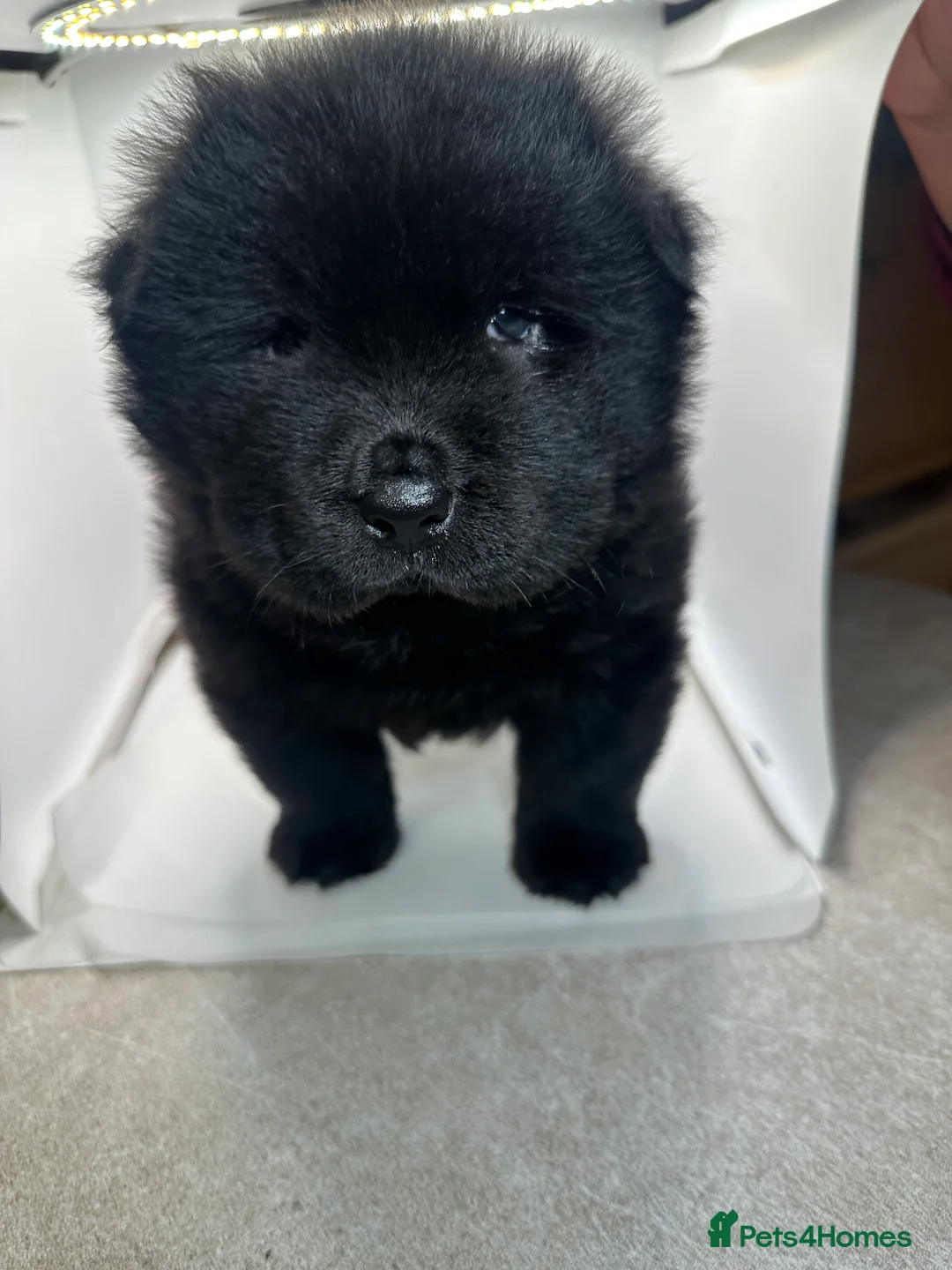Chow Chow dogs for sale: Cheapest chow chow in London  - Advert 5