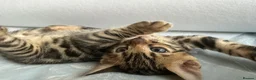 Bengal cats for sale: Adorable Bengal kittens pedigree ready to reserve - Advert 8