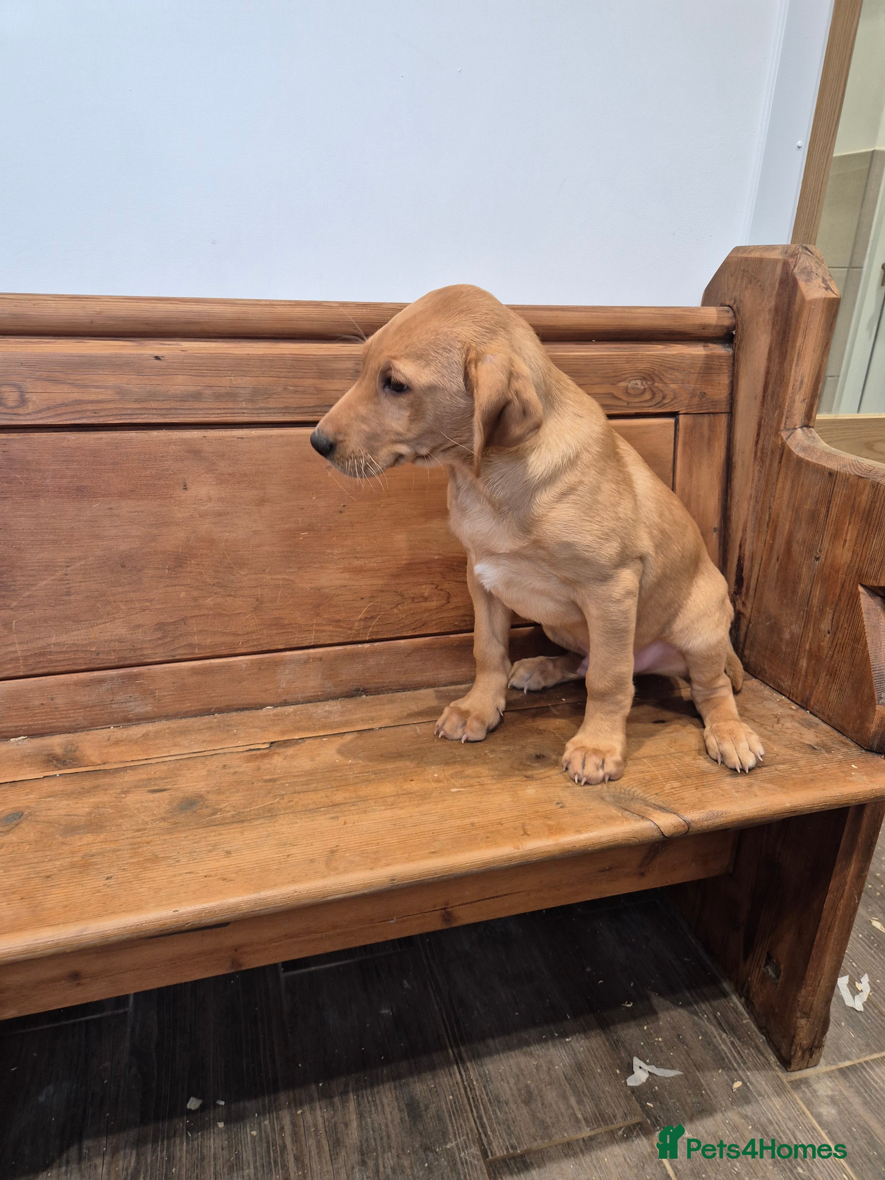 Labrador Retriever dogs KC Fox Red Male - Advert 2