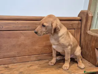 Labrador Retriever dogs KC Fox Red Male - Advert 2