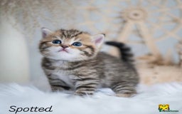 British Shorthair cats for sale: Beautiful golden British shorthair kittens - Image 1