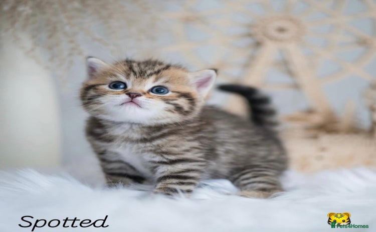 British Shorthair cats - Advert 2