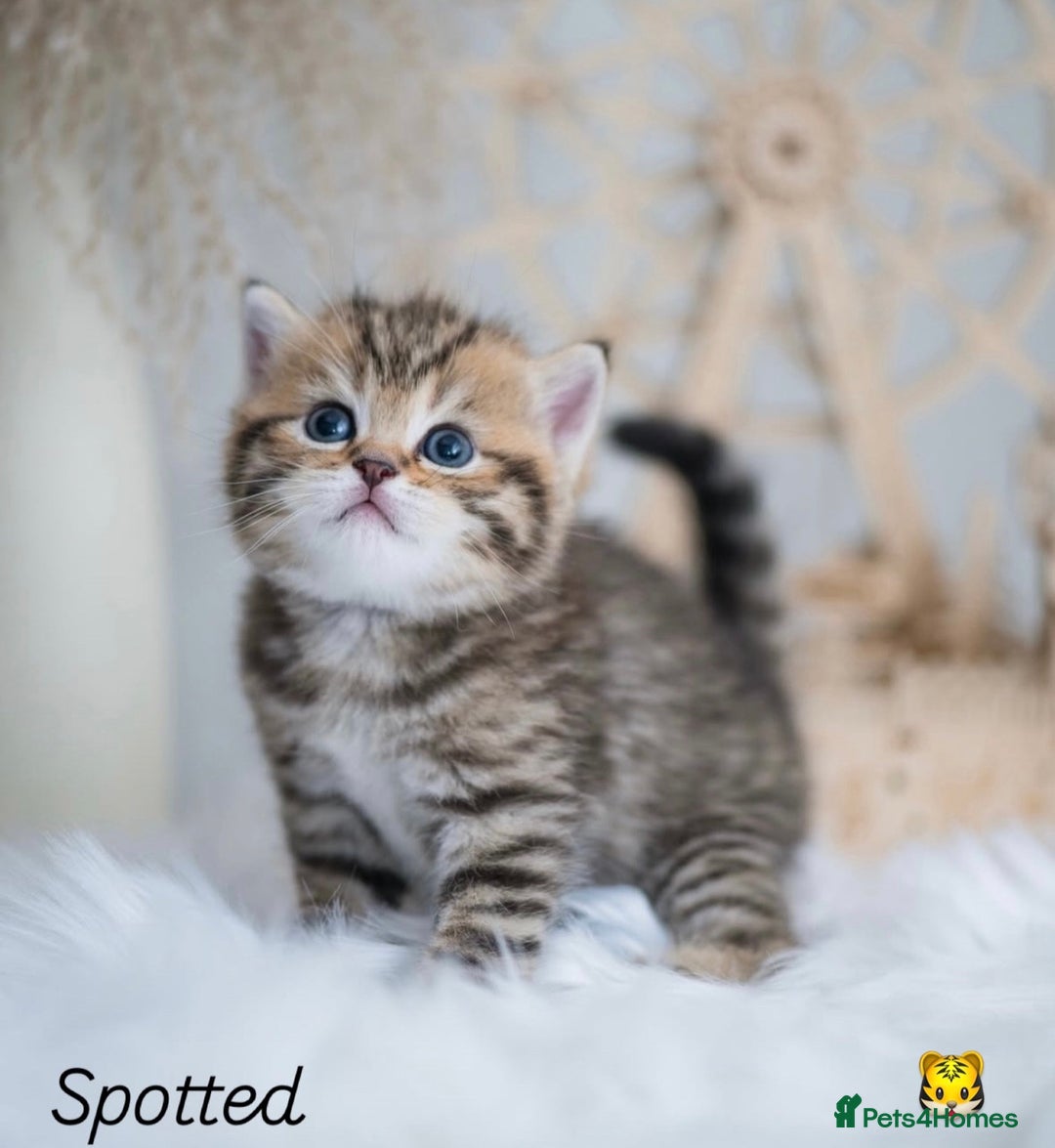 British Shorthair cats for sale: Beautiful golden British shorthair kittens - Image 1