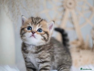 British Shorthair cats Beautiful gold spotted British shorthair kittens - Advert 5