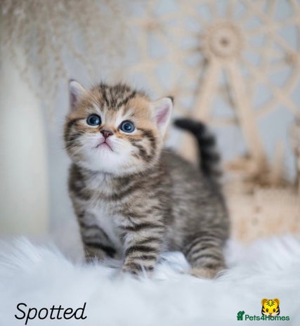 British Shorthair cats - Advert 2