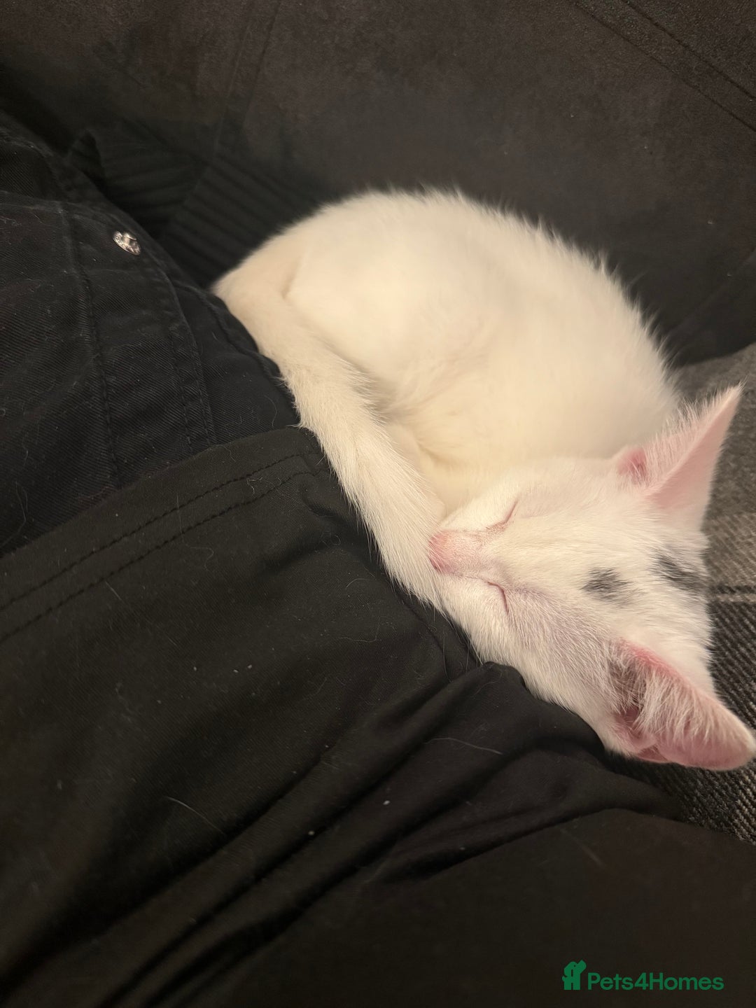 Domestic Shorthair cats for sale: 3 month old, white DSH kitten - Advert 6