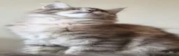 Maine Coon cats for sale: 🔥 CHAMPION RUSSIAN LINE XXL MAINE COON VACCINATED - Advert 4