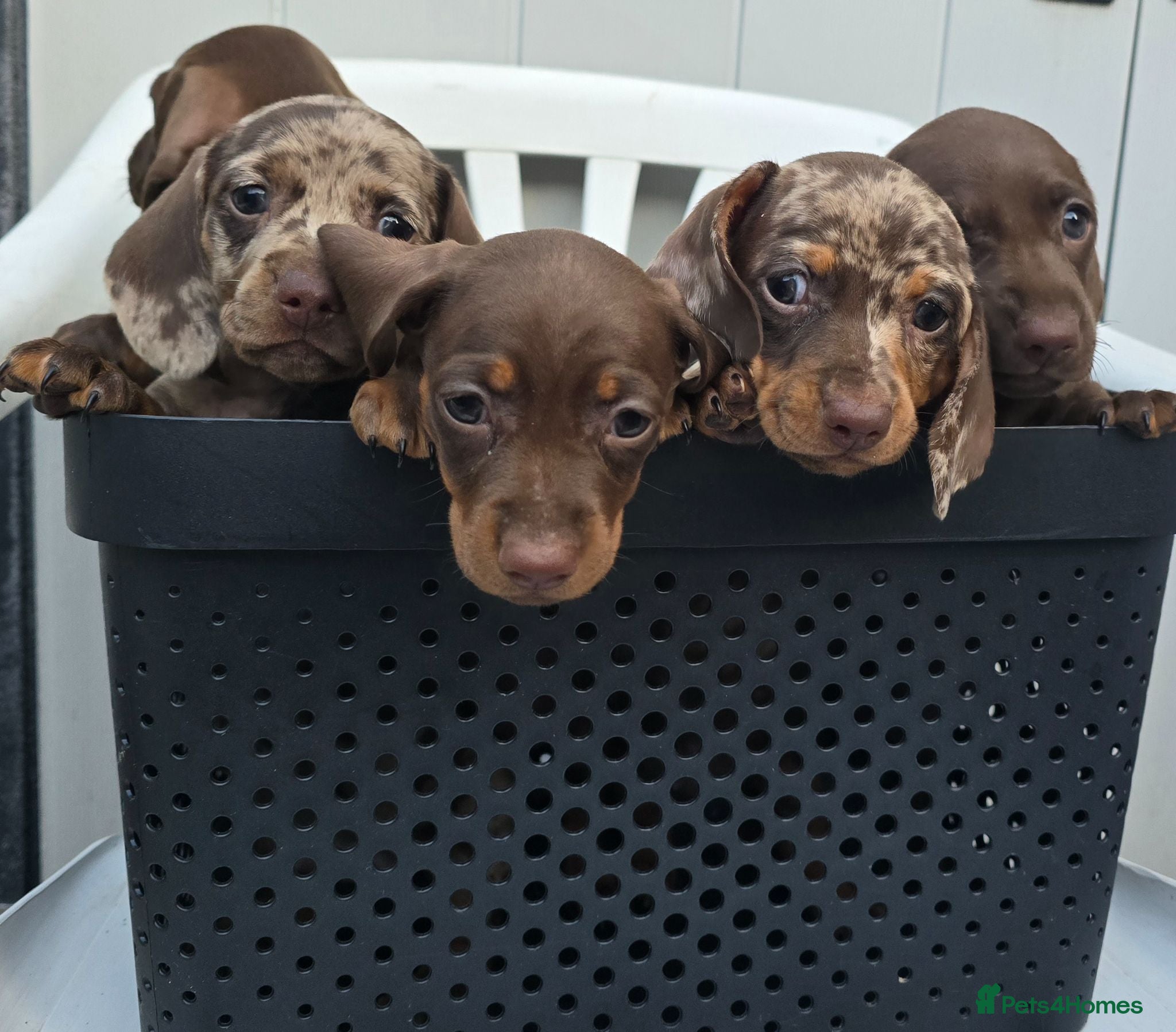 Dachshund dogs 5extra mini daschunds looking for there new home  - Advert 1