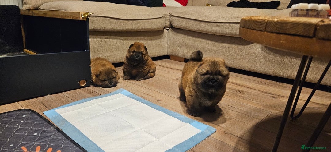 Chow Chow dogs for sale: Kc registered Chow chow puppies  - Advert 17
