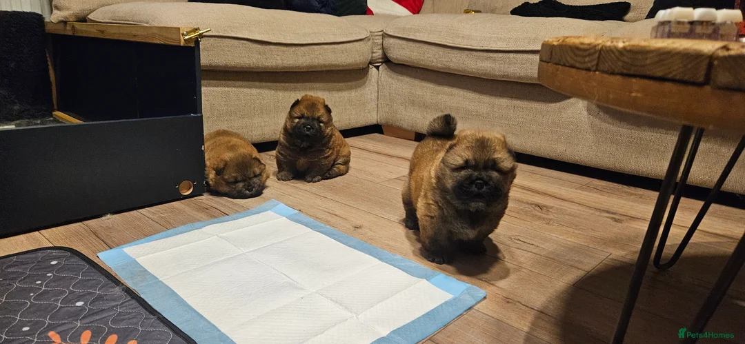 Chow Chow dogs for sale: Kc registered Chow chow puppies  - Advert 17