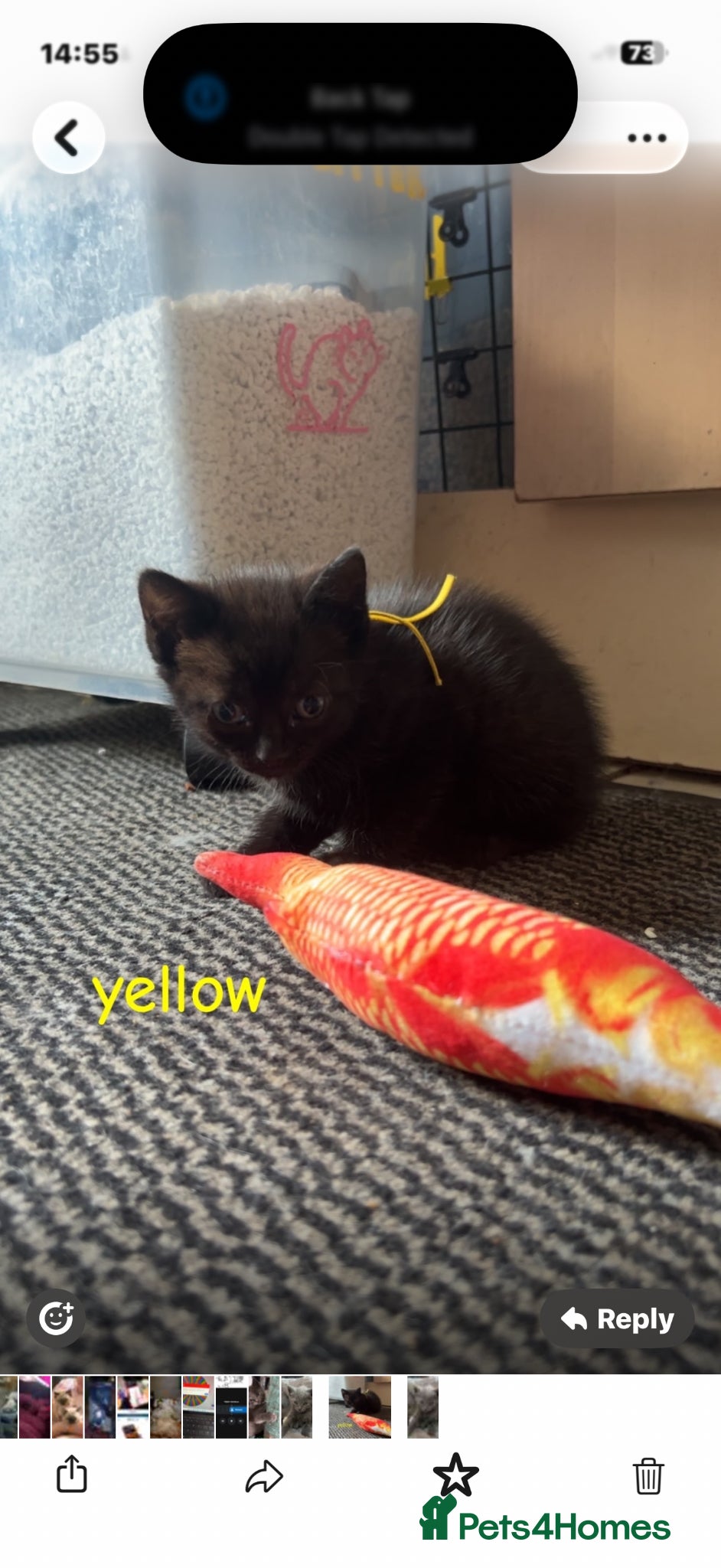 Mixed Breed cats 3 lovely boy kittens ready to leave 19/6 - Advert 18