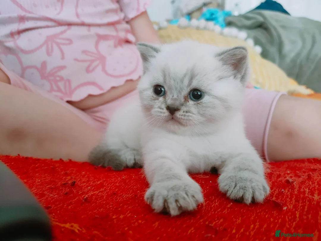 British Shorthair cats for sale: 2 rare Colour point British Shorthair kittens  - Advert 1