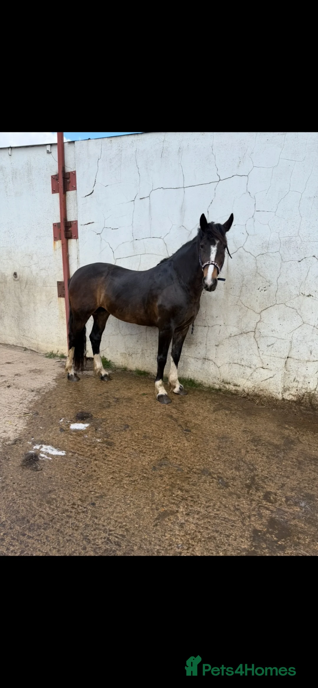 Welsh Section D horses for sale: Perfect project  - Advert 9