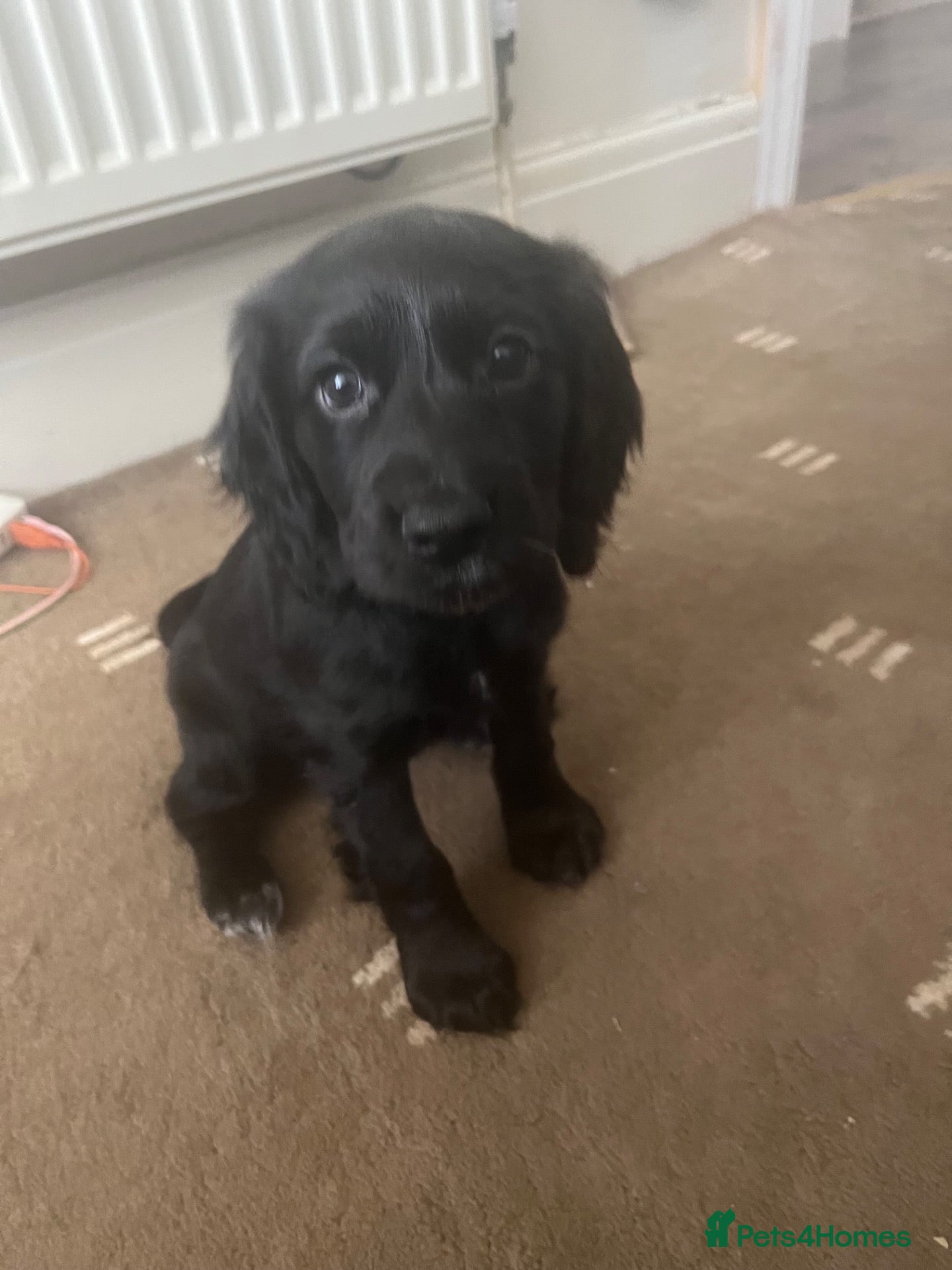 Cocker Spaniel dogs Working Cocker spaniel puppies - Advert 16