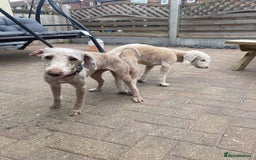 Bedlington Terrier dogs for sale: Bedlington terrier puppy’s  - Image 2