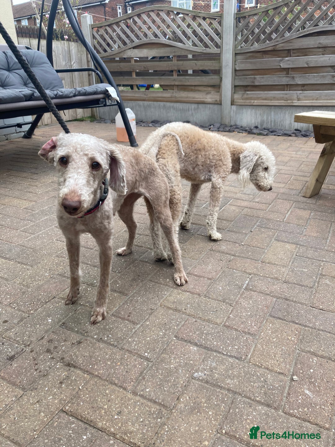 Bedlington Terrier dogs for sale: Bedlington terrier puppy’s  - Image 2