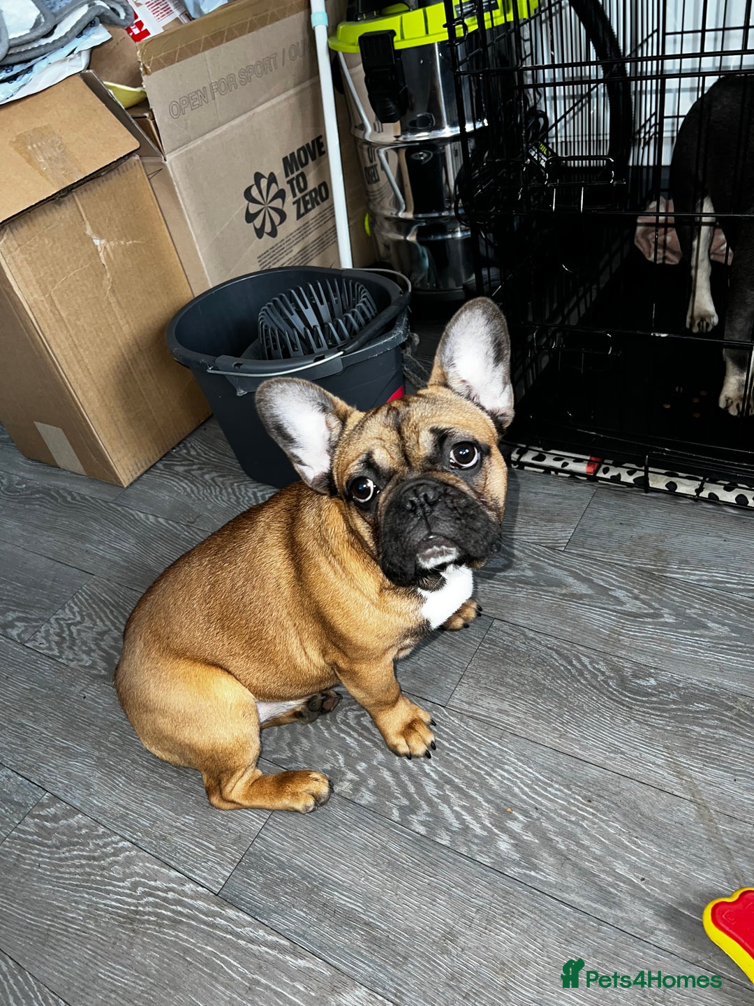 French Bulldog dogs for sale: Adorable 3-Year-Old Male & Female French Bulldog - Advert 10