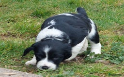 English Springer Spaniel dogs for sale: Quality Spaniel Litter at Sandaharr  - Image 16