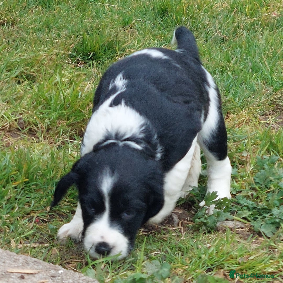 English Springer Spaniel dogs for sale: Quality Spaniel Litter at Sandaharr  - Image 16