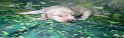 Mixed Breed dogs for sale: Field spaniel cross puppies kc Activity registered in Irvine - Advert 18