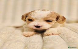 Cavapoo dogs for sale: Adorable Cavapoo Pups fully health tested parents - Image 32